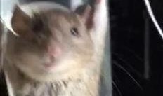 最新老鼠爆料视频播放网站,老鼠爆料带你探秘最新动态